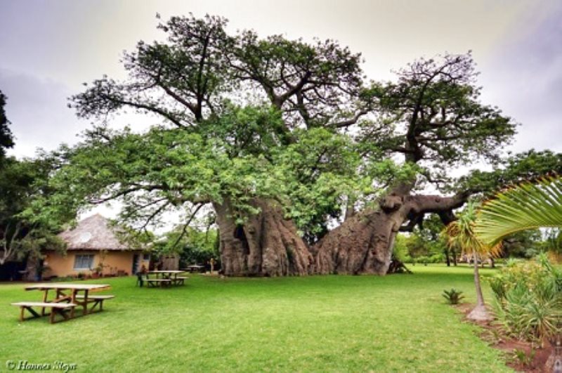 Sunland Baobab: il pub dentro l’albero!