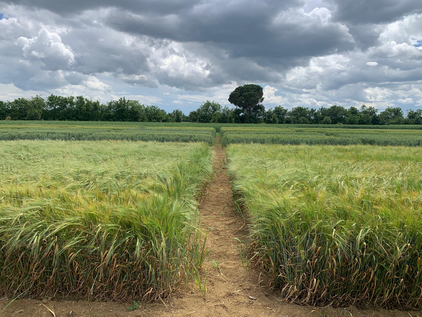 Riduzione accisa salvezza per diversi birrifici toscani