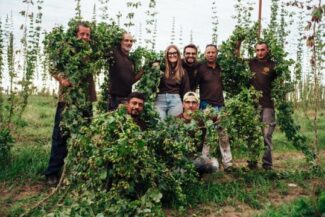 Inizia la raccolta del luppolo di Birra Salento, a breve aprirà la prima malteria del territorio