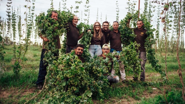 Inizia la raccolta del luppolo di Birra Salento, a breve aprirà la prima malteria del territorio